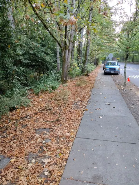Fallen leaves blanket the strip between a wooded slope and the sidewalk. A matching final view is not confirmed.